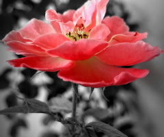 pink blooms 
