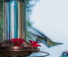 Humming Bird  -  9/9/15