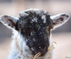 Tenderness