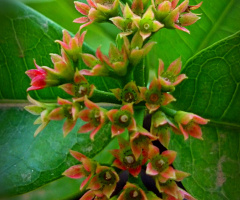 About to bloom 