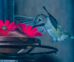 Humming Bird  -  9/9/15