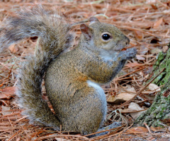 Squirrel