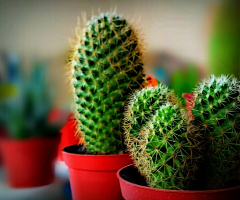 Cactus 