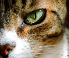 Feline look