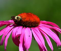 Pink flower