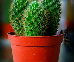 Cactus III 