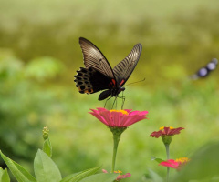 butterfly and flower