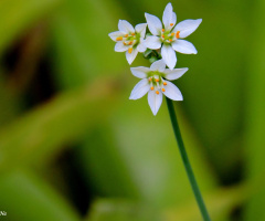 Mini mini flowers