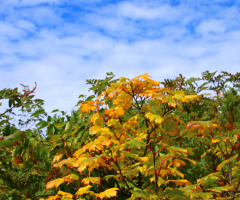 yellow leaves
