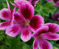 Pink/White/Green