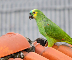 Parrot