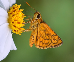 Mini Butterfly