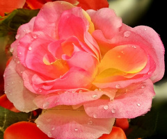 Dews on the rose 