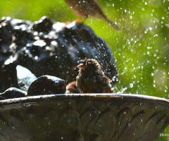 Bath time