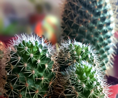 Waiting for morning light 