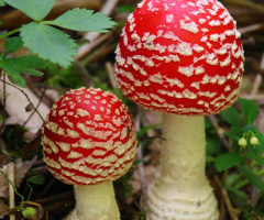 Red mushrooms