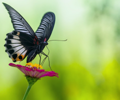 butterfly