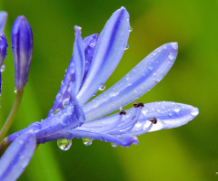 Agapanthus