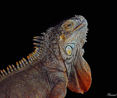 Iguana