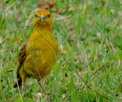 Sicalis flaveola