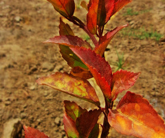 Welcome .Autumn....