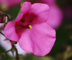 Flowers of any kind