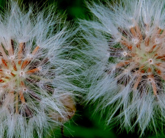 Dandelion