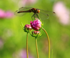 On the bud
