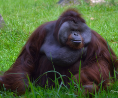 Orang  Utan