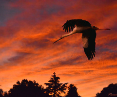 Flying in the sunset VI