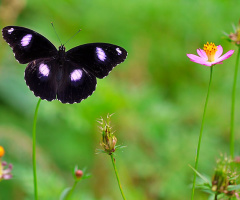 butterfly 10