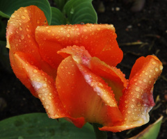 Orange drops...
