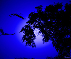 Dream in blue II
