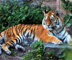 Amur Tiger