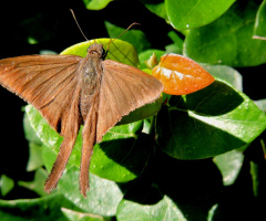 Mariposa II