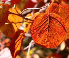 The veins of a leaf