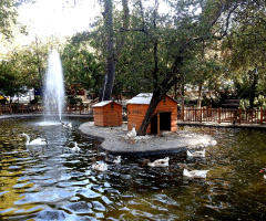 sonbaharda....kuğulu park 