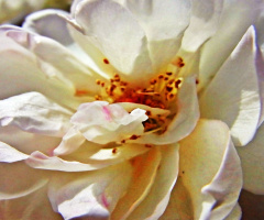 Sacred....