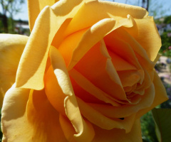 Yellow beauty