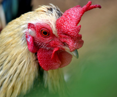 Singer Rooster