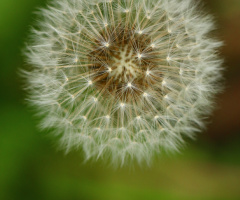 Dandelion