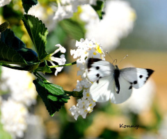 Kelebek 