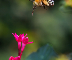 Fly alone