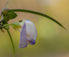 wild flower 02