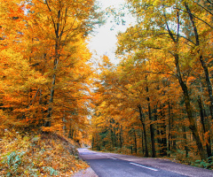 Autumn colors