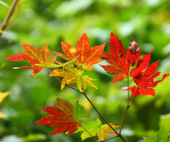 Maple leaves