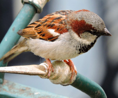 Sparrow and urbanism