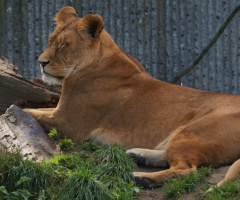Sleepy in the afternoon...