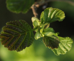 Summer green