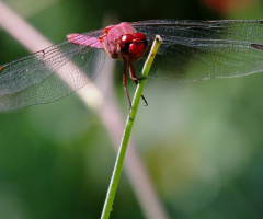 Red Dragonfly lV